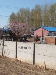 雨过一村桑柘烟