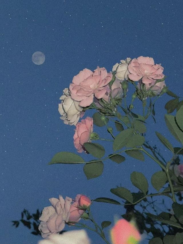 蔷薇的寓言故事